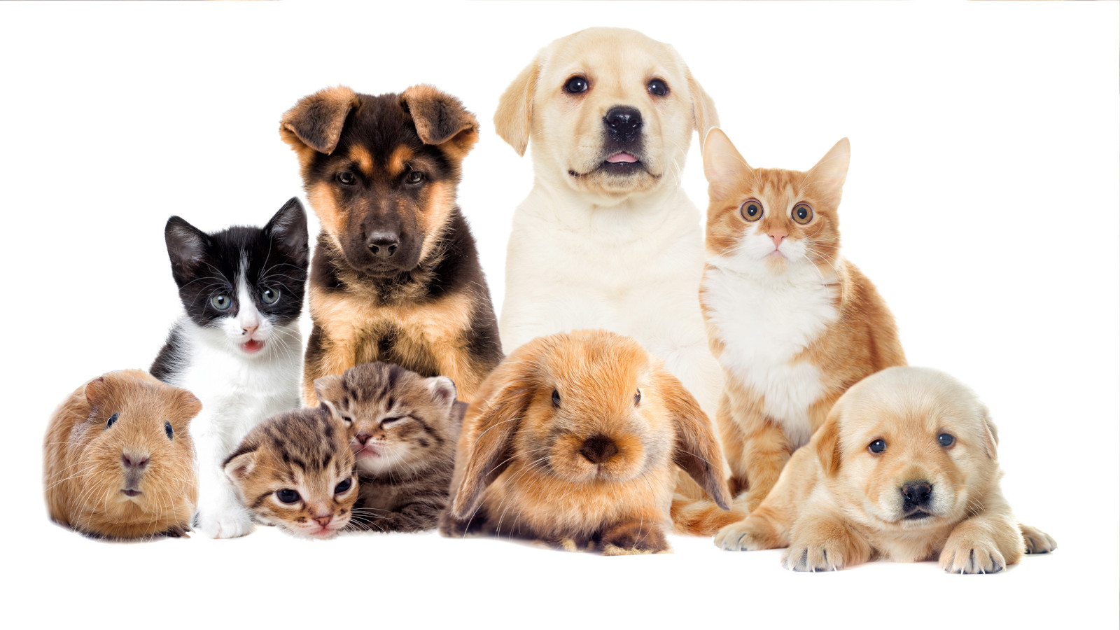 pets